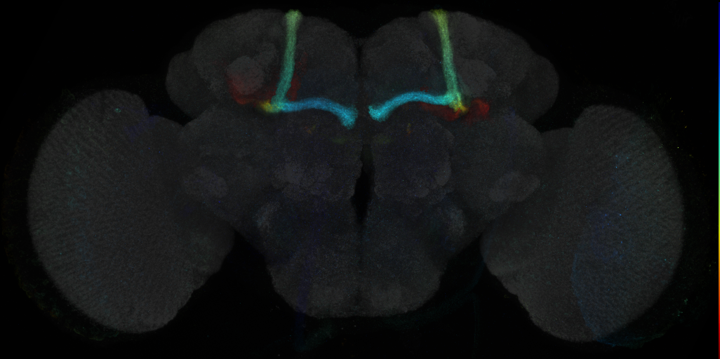 JRC_R9G04 GAL4 in the adult brain