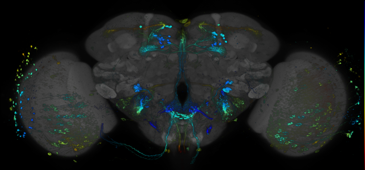 JRC_R69H12 GAL4 in the adult brain