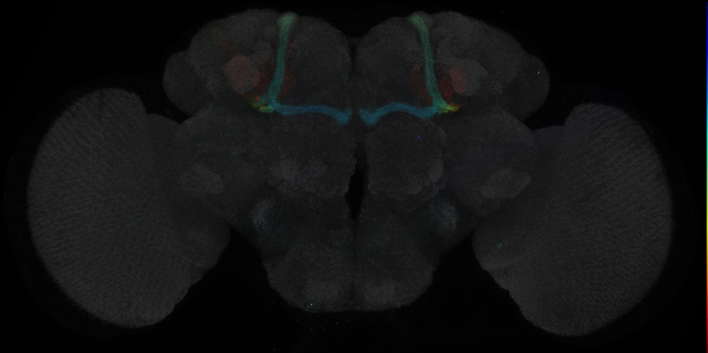 JRC_R50F04 GAL4 in the adult brain