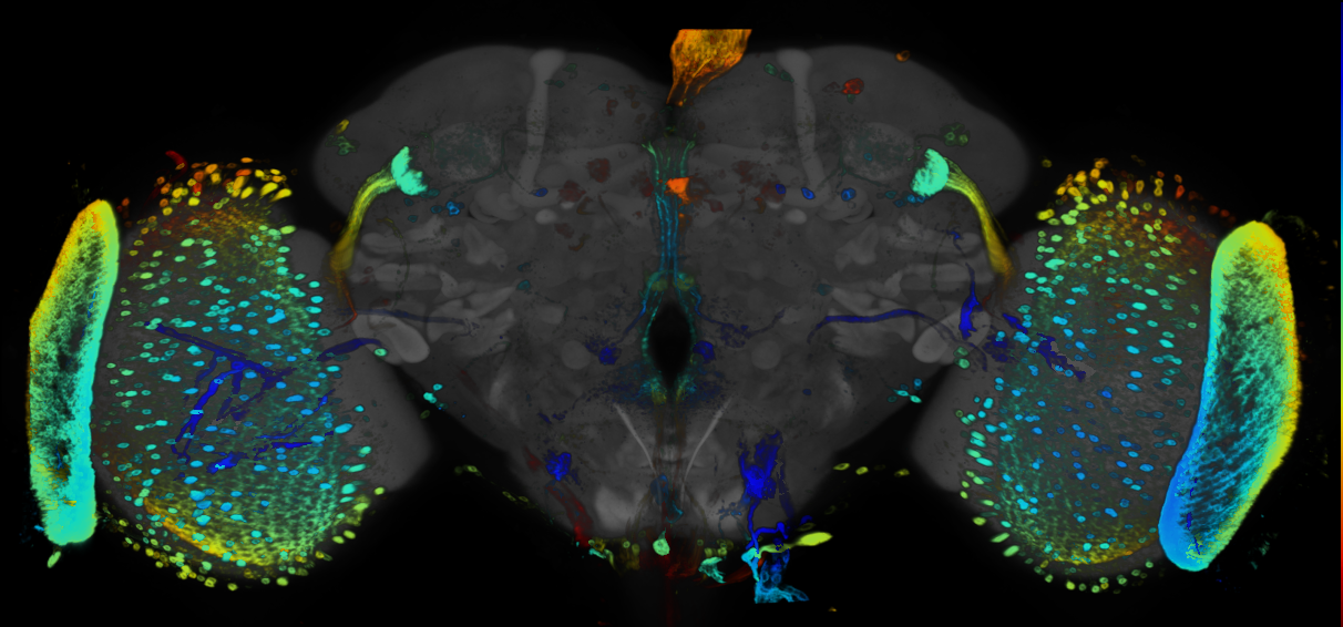 P{GMR83F09-GAL4} expression pattern