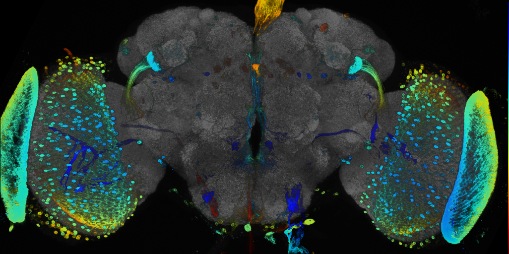 P{GMR83F09-GAL4} expression pattern