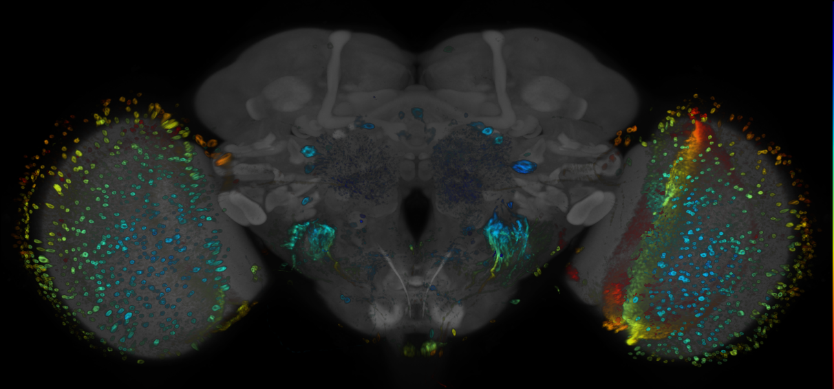 JRC_R48E04 GAL4 in the adult brain
