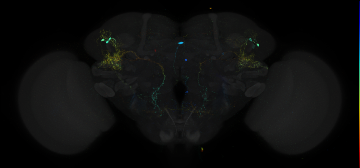 JRC_R34B11 GAL4 in the adult brain
