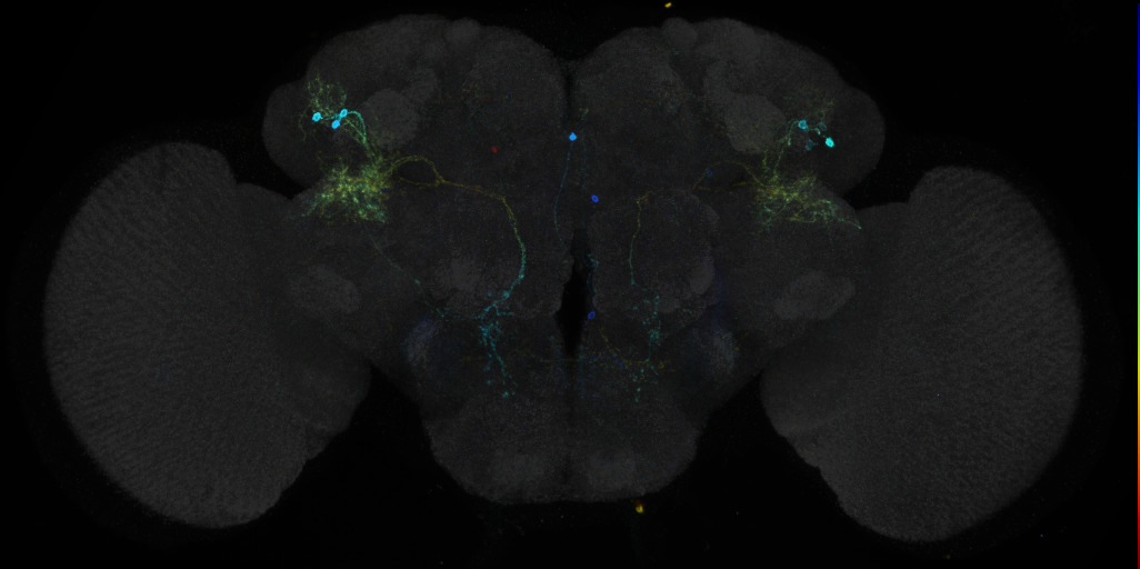 JRC_R34B11 GAL4 in the adult brain