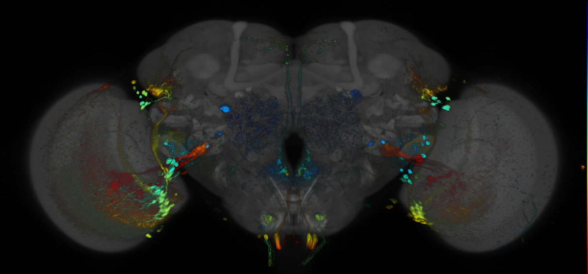P{GMR85C01-GAL4} expression pattern