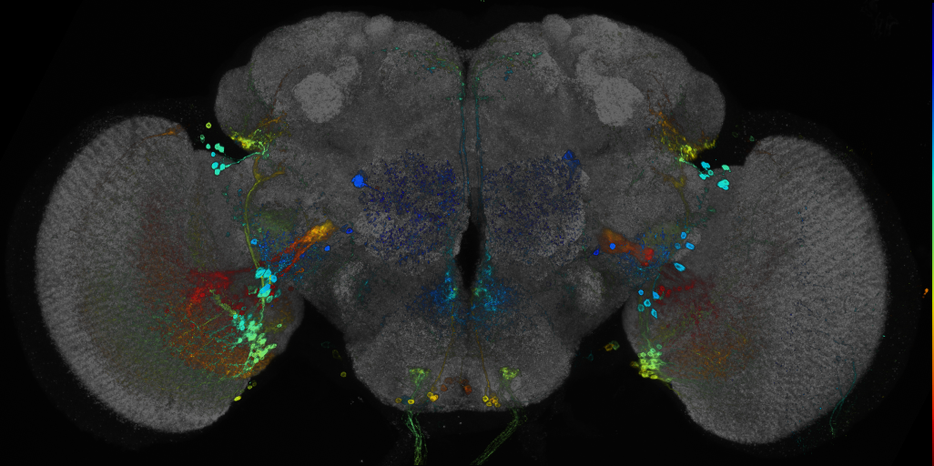 P{GMR85C01-GAL4} expression pattern
