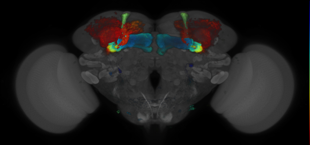 P{GMR14H06-GAL4} expression pattern