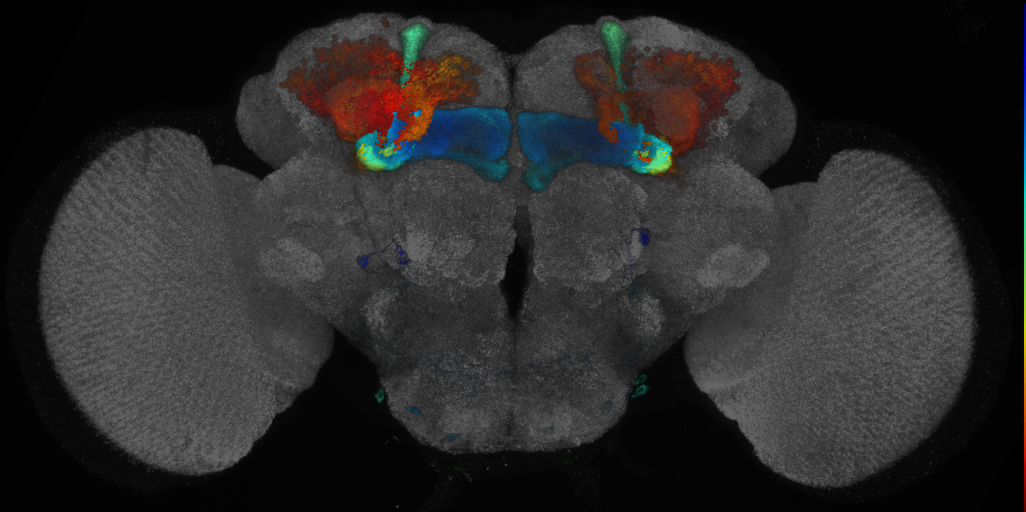 P{GMR14H06-GAL4} expression pattern
