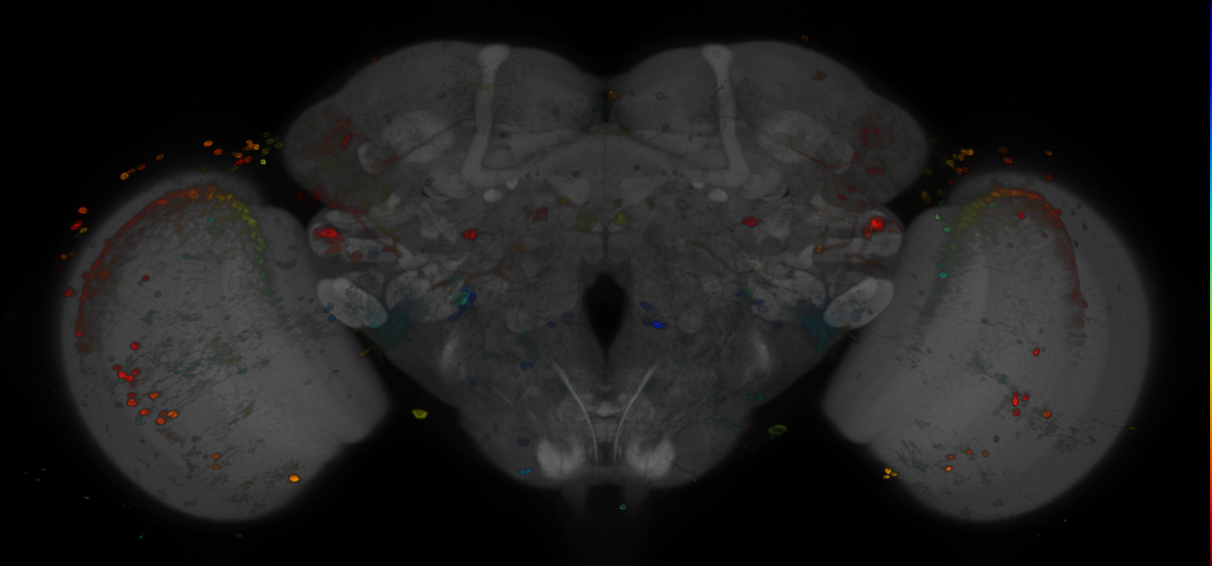 P{GMR13B01-GAL4} expression pattern