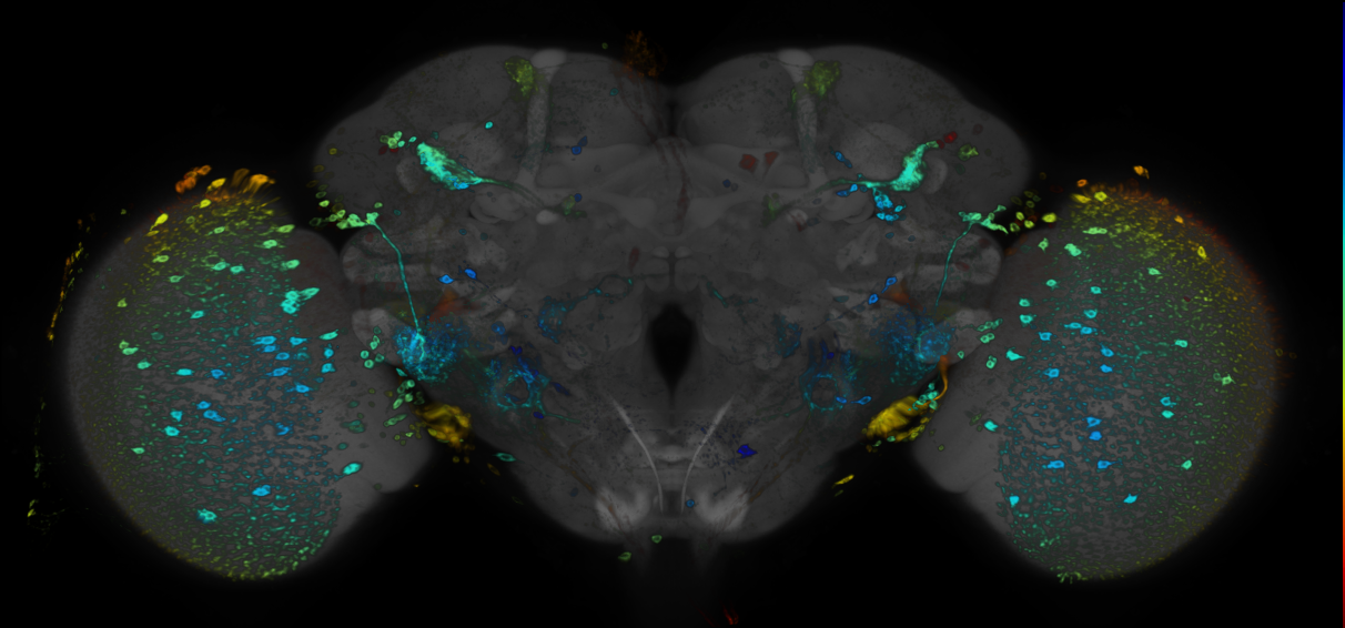 JRC_R83H11 GAL4 in the adult brain