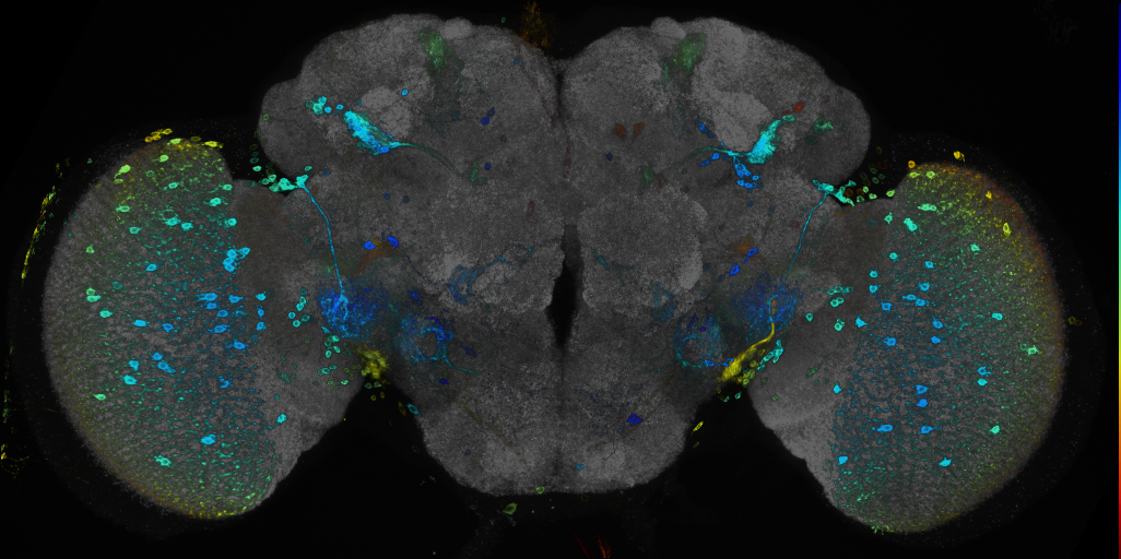 JRC_R83H11 GAL4 in the adult brain