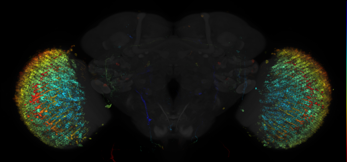 JRC_R85F10 GAL4 in the adult brain