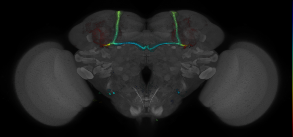 P{GMR42F07-GAL4} expression pattern