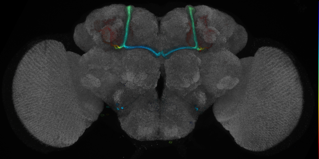 P{GMR42F07-GAL4} expression pattern