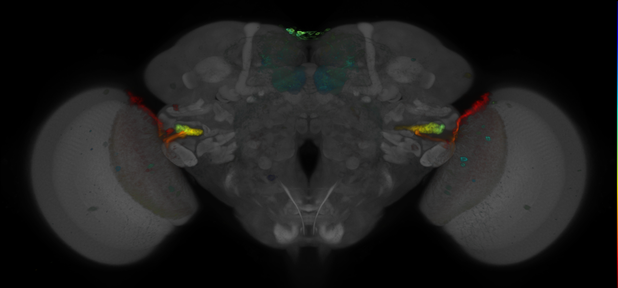 JRC_R14C08 GAL4 in the adult brain