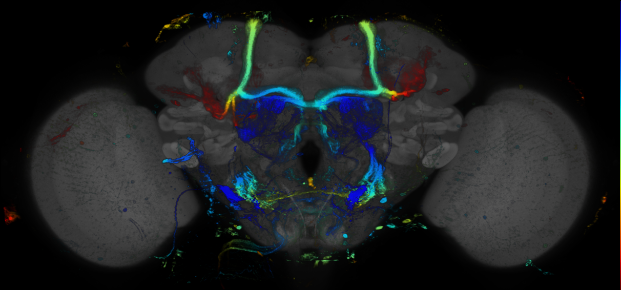 P{GMR39C12-GAL4} expression pattern