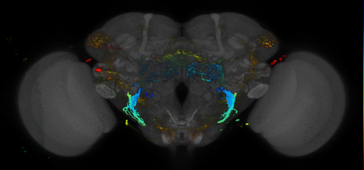 JRC_R18F04 GAL4 in the adult brain