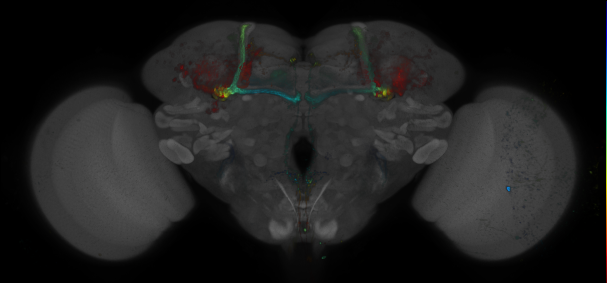 JRC_R43A04 GAL4 in the adult brain
