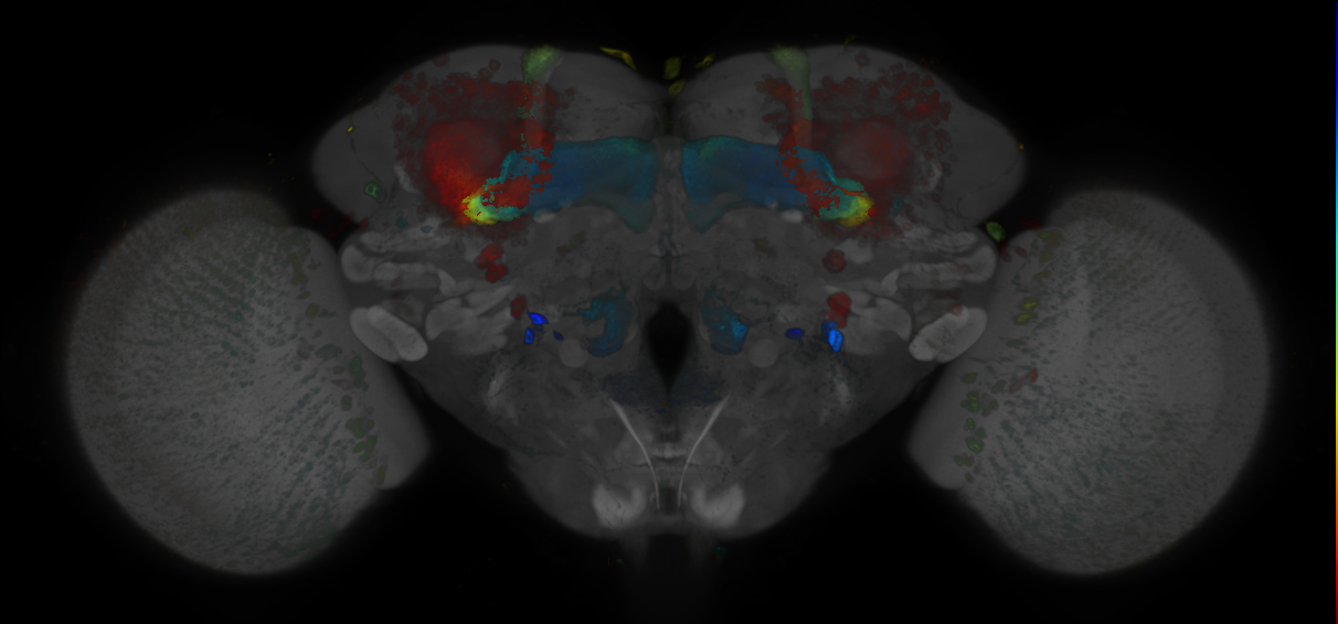 JRC_R20F11 GAL4 in the adult brain