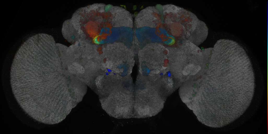 JRC_R20F11 GAL4 in the adult brain