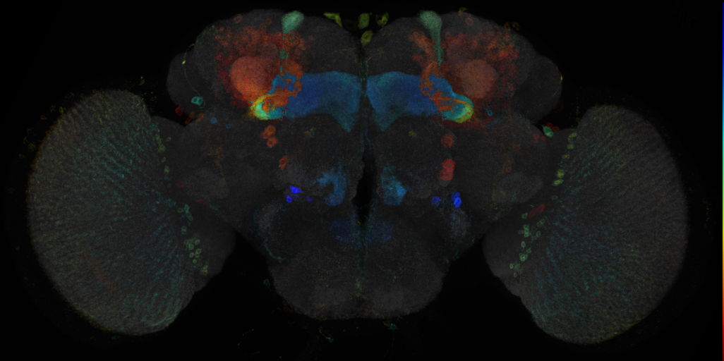 JRC_R20F11 GAL4 in the adult brain