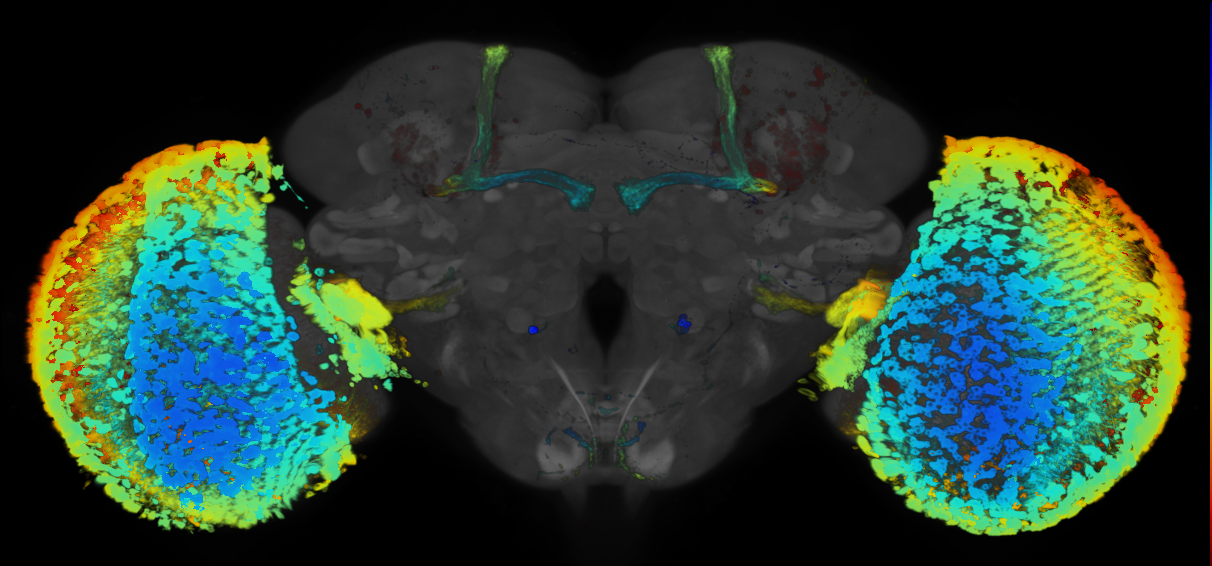 JRC_R74G03 GAL4 in the adult brain