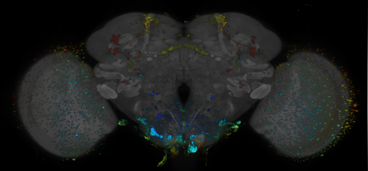 JRC_R28C11 GAL4 in the adult brain