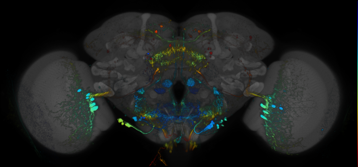 JRC_R25F04 GAL4 in the adult brain