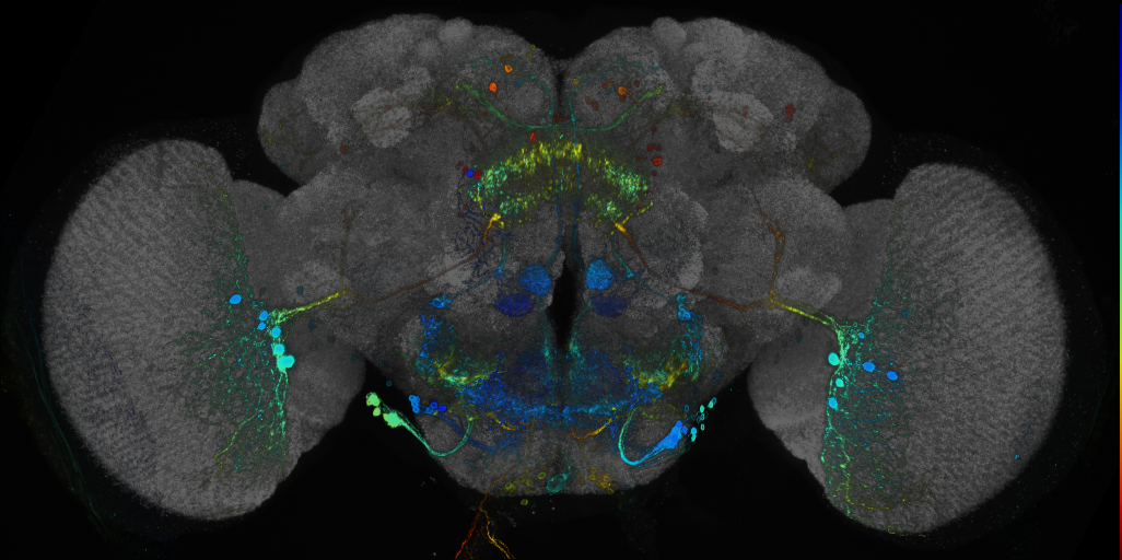 JRC_R25F04 GAL4 in the adult brain
