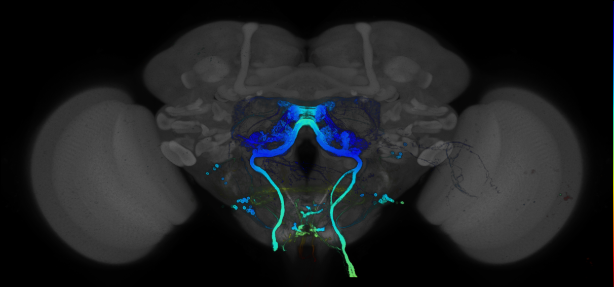P{GMR94D09-GAL4} expression pattern