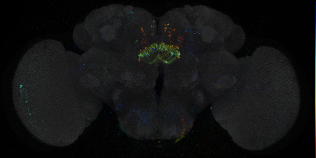 JRC_R85G10 GAL4 in the adult brain