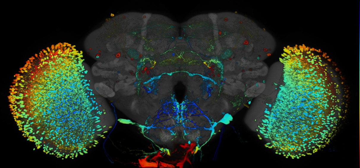 JRC_R26H07 GAL4 in the adult brain