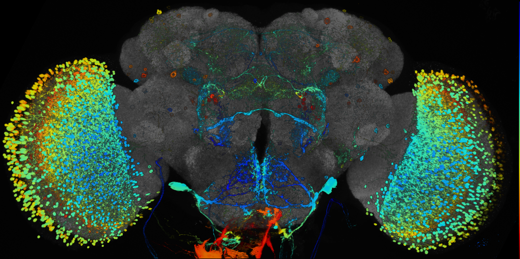 JRC_R26H07 GAL4 in the adult brain