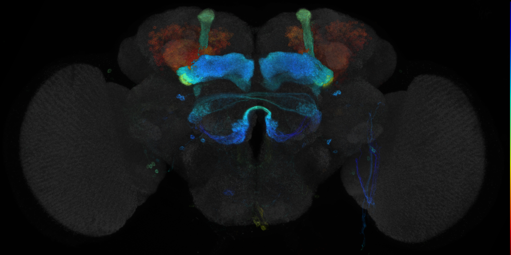 JRC_R30G02 GAL4 in the adult brain