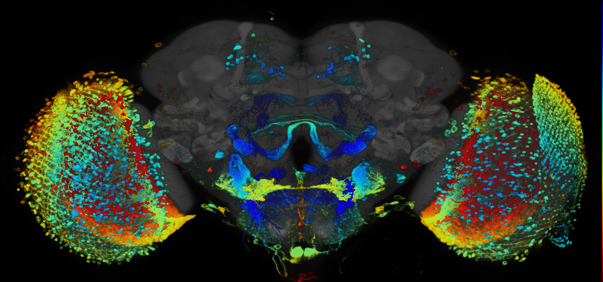 JRC_R55D07 GAL4 in the adult brain