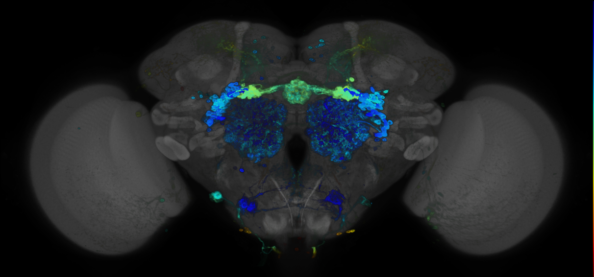 JRC_R82H04 GAL4 in the adult brain