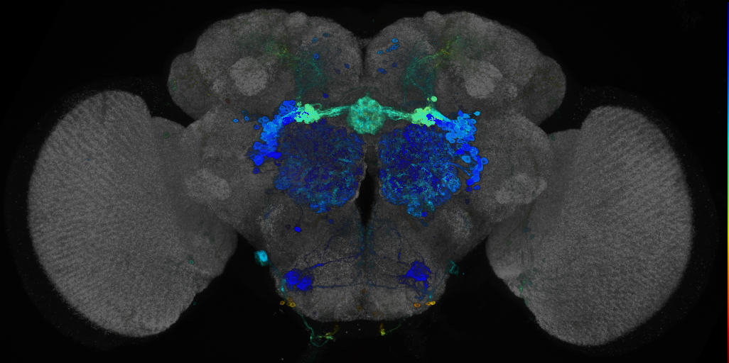 JRC_R82H04 GAL4 in the adult brain
