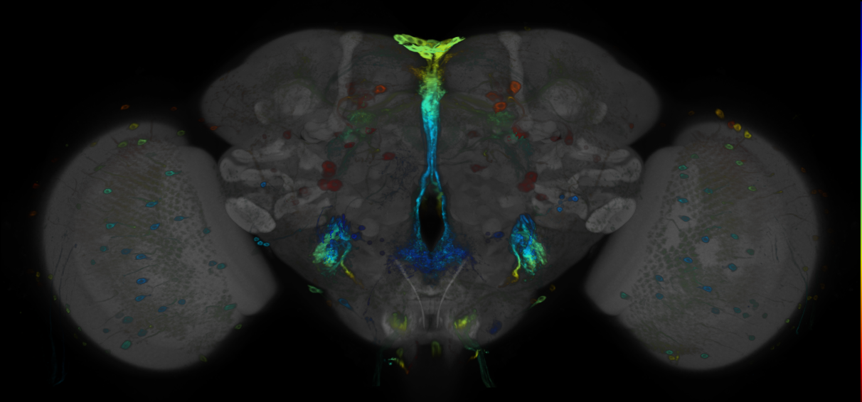 P{GMR86B10-GAL4} expression pattern