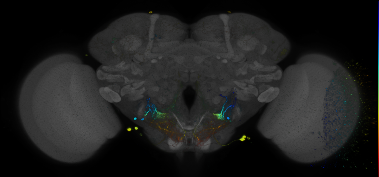 JRC_R25D10 GAL4 in the adult brain