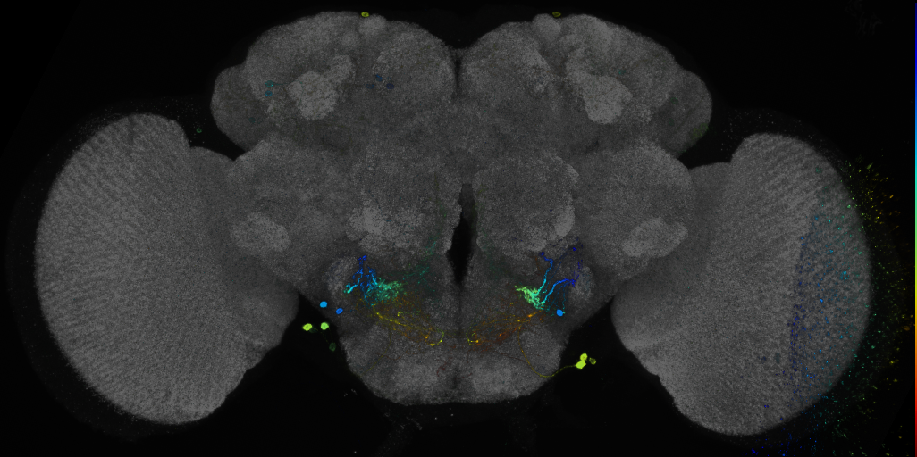 JRC_R25D10 GAL4 in the adult brain