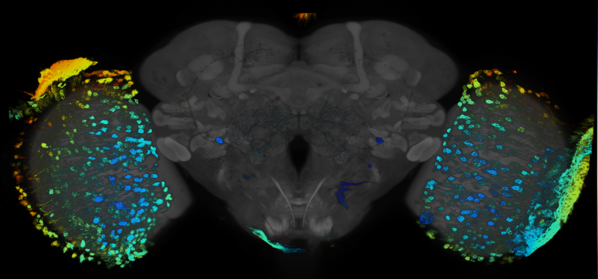 P{GMR40C02-GAL4} expression pattern