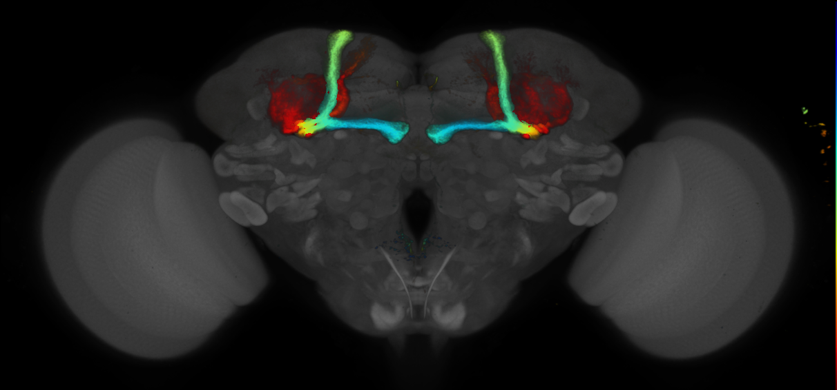 JRC_R15H10 GAL4 in the adult brain