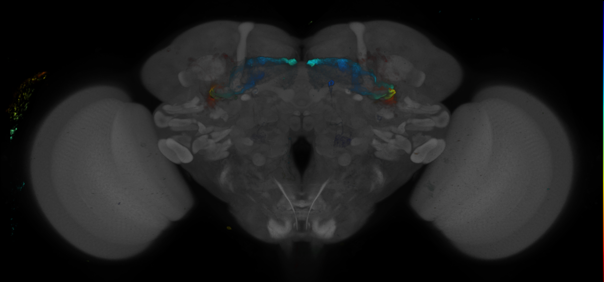 JRC_R34E04 GAL4 in the adult brain