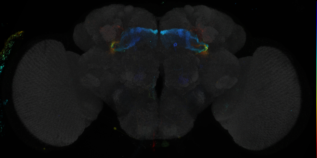 JRC_R34E04 GAL4 in the adult brain