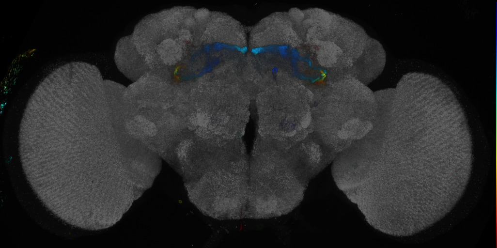 JRC_R34E04 GAL4 in the adult brain