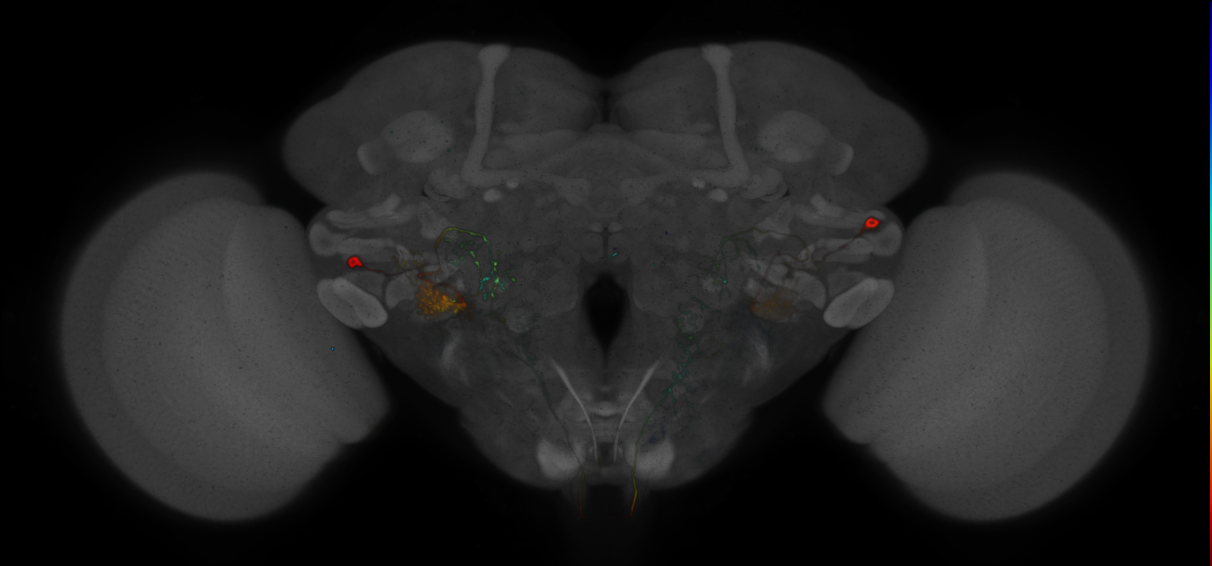 P{GMR78A06-GAL4} expression pattern
