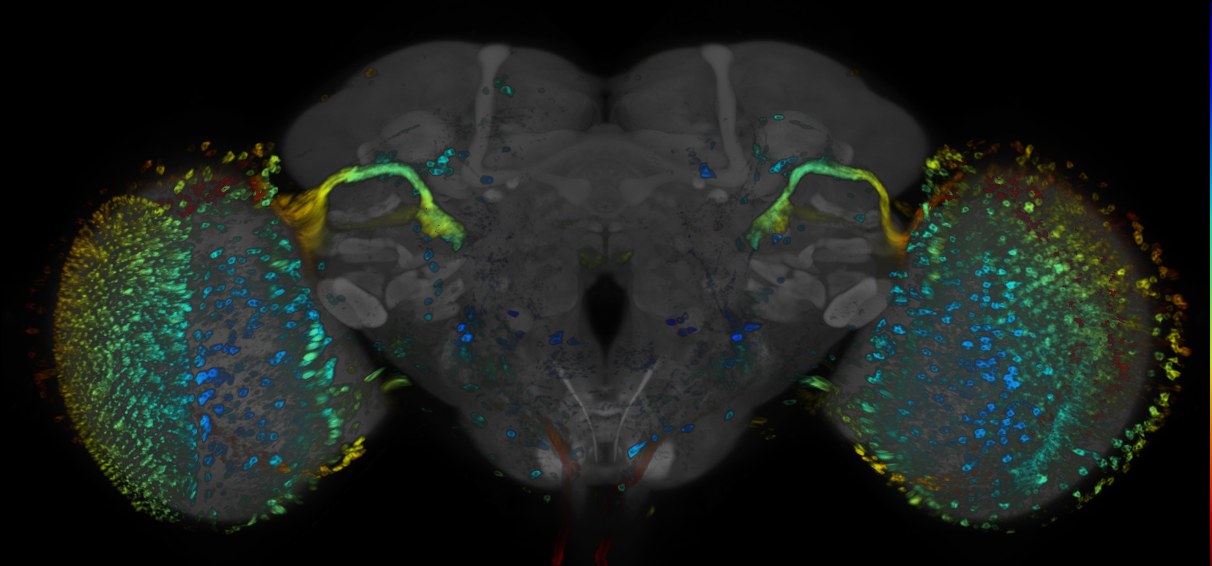 JRC_R72G04 GAL4 in the adult brain