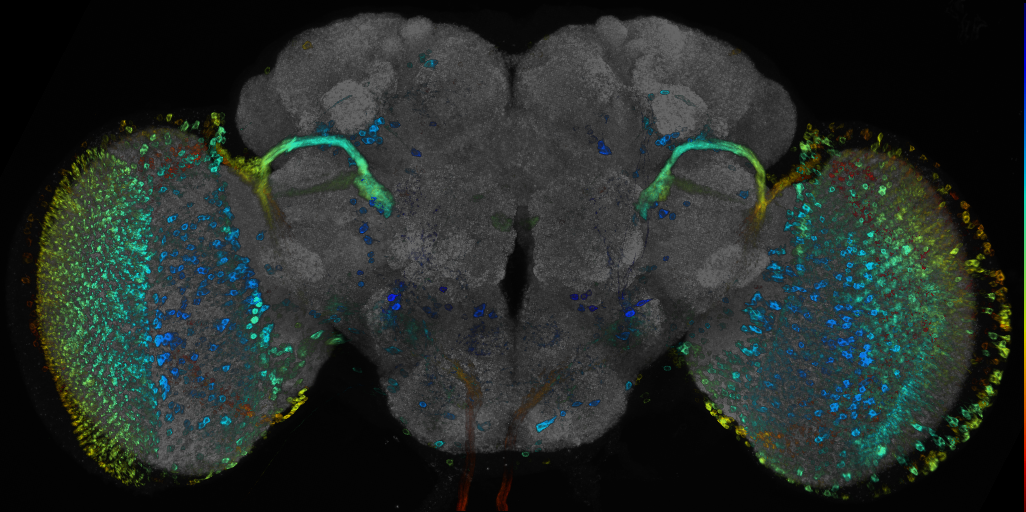 JRC_R72G04 GAL4 in the adult brain