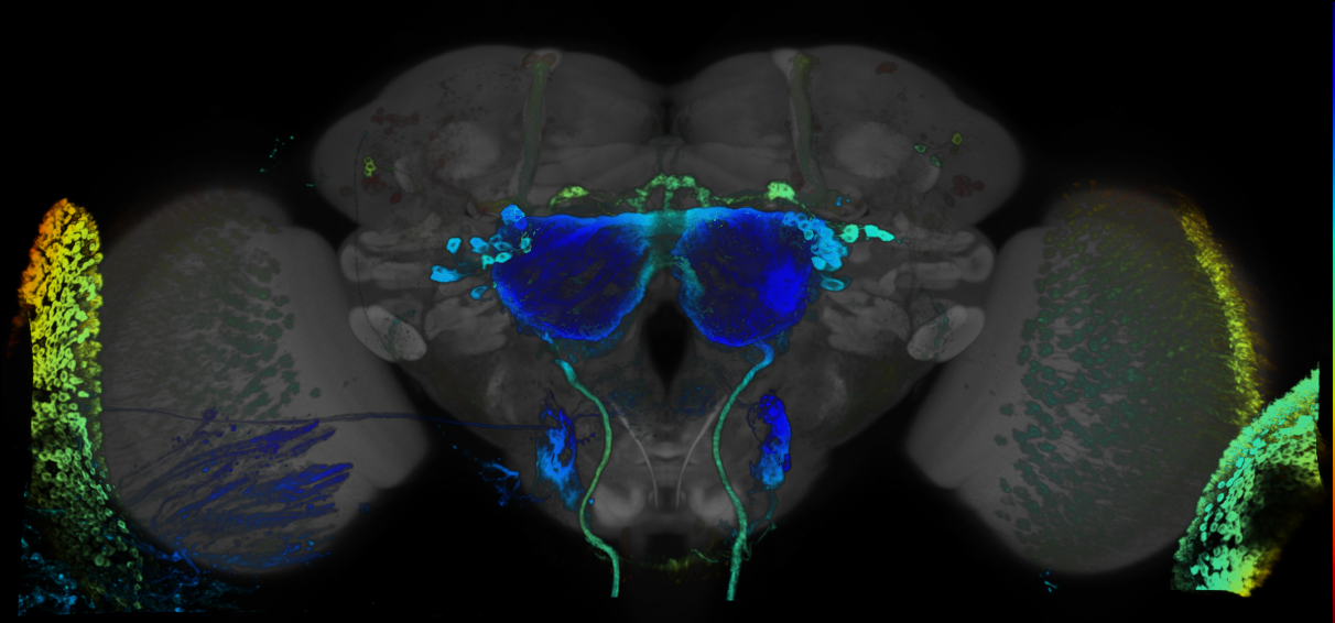 JRC_R52G10 GAL4 in the adult brain
