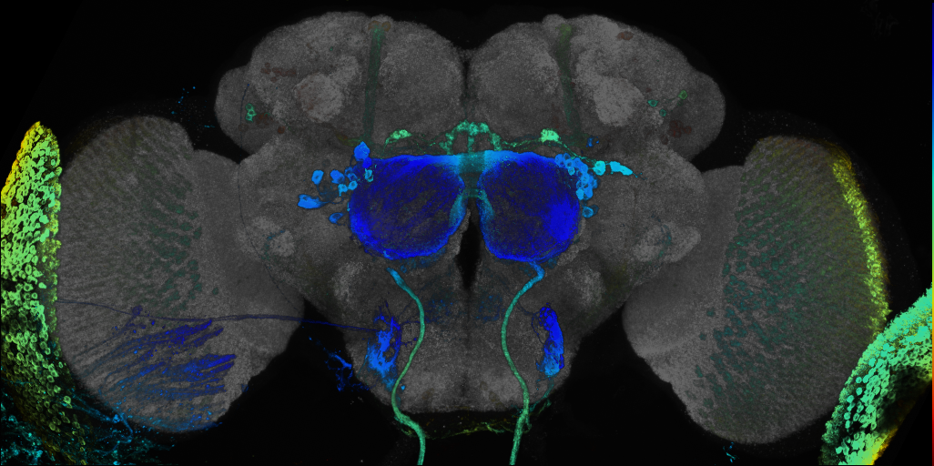 JRC_R52G10 GAL4 in the adult brain